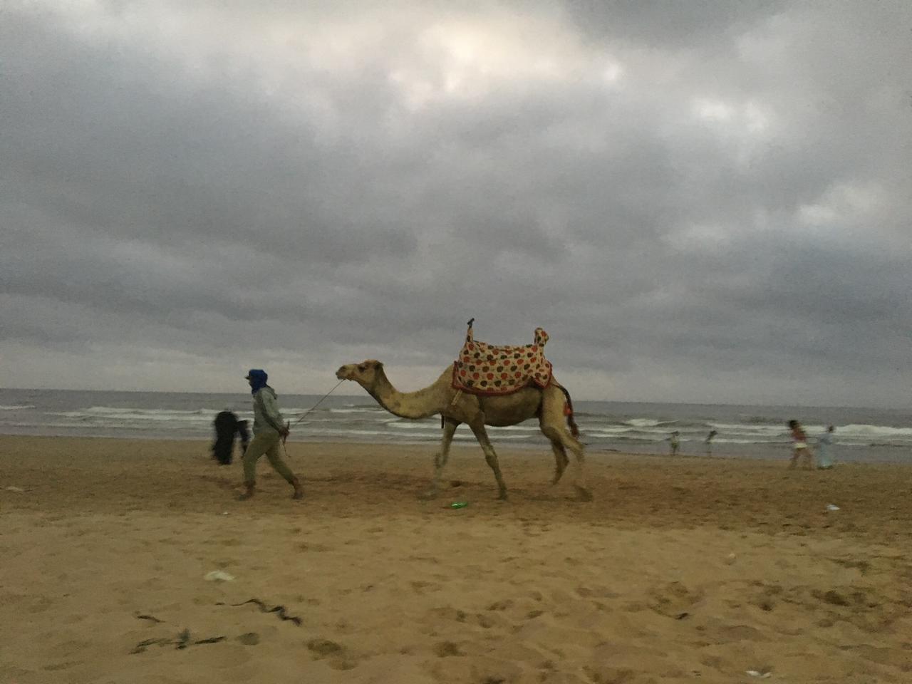 Camel being led along the Atlantic coast beach
