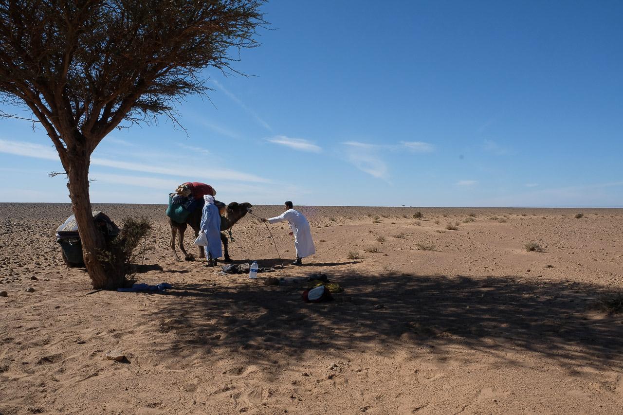 People loading a camel under a tree in flat desert