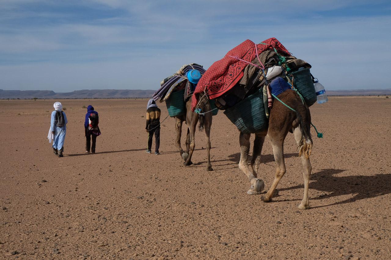Guides walking with loaded camels across flat desert terrain